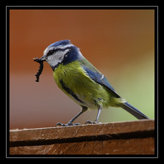 Blue Tit 1